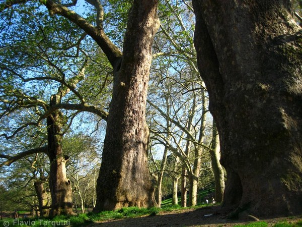 Platanus-orientalis-“Valle-dei-Platani-Sacri”-di-Villa-Borghese-a-Roma