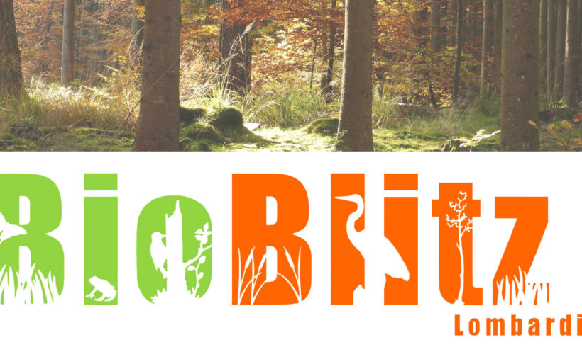 Esploratori di Biodiversità: l’1 e il 2 giugno BioBlitz nel Parco Valle Lambro